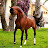Superb Arabian Horses
