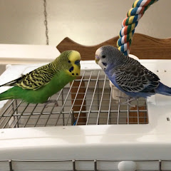 Kiwi and Pixel the Parakeets