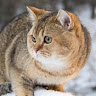 Автор
