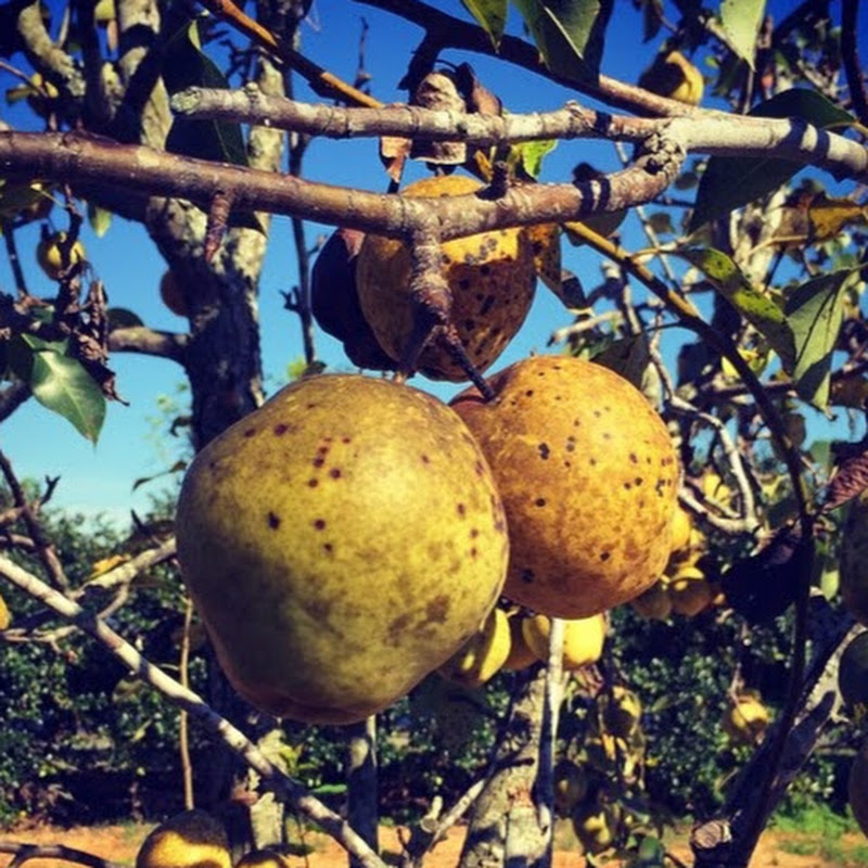 Pear of the Week, Personal Finance