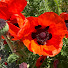 zu5VCGwPeEE-channel-avatar-Red Poppy Ranch