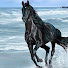 KqQl-25unZA-channel-avatar-IL Cavallo Nero