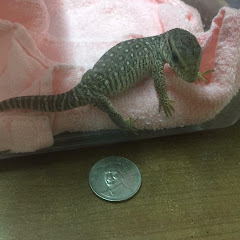王小丸アイコン画像