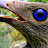@TheBowerbird's avatar
