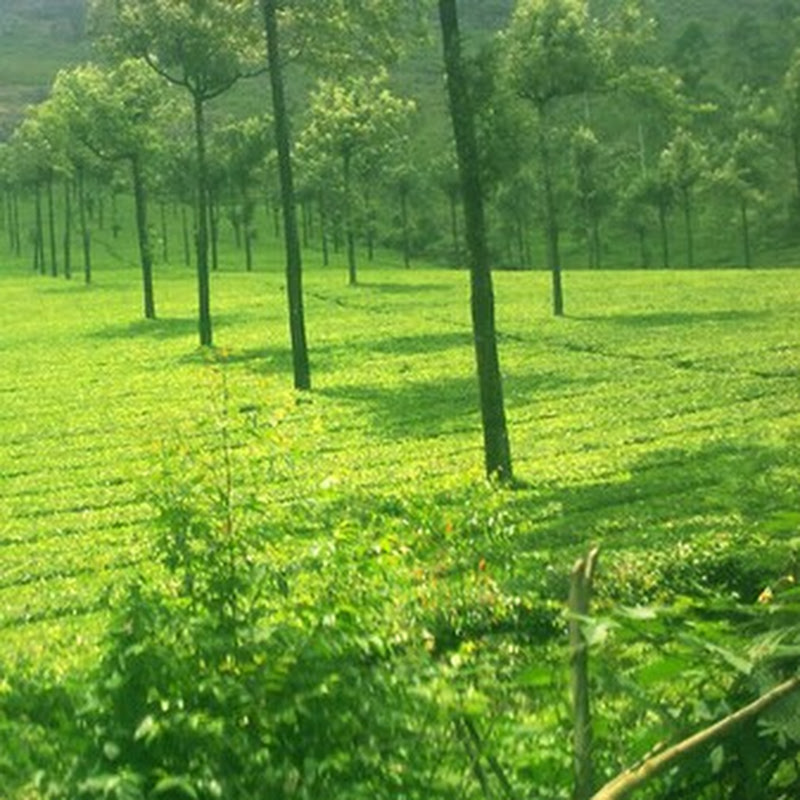 HEALTHY INDIA icon