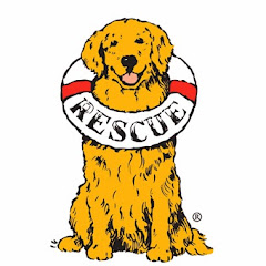 Delaware Valley Golden Retriever Rescue