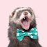 d2xLG2xzg4A-channel-avatar-The Modern Ferret