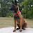 Belgian Malinois Warsaw