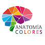 Anatomía De Colores