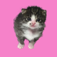 ゆめちゃんねる_ミスターと愉快な仲間たち