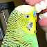 zH67VLdvYM8-channel-avatar-Disco the Parakeet