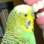 Disco the Parakeet logo