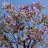 @Sakura-xi9ef