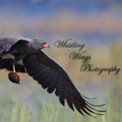 Whistling Wings Photography Avatar