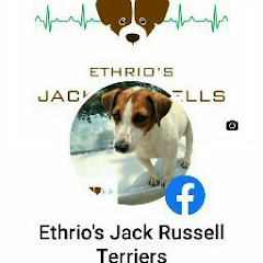 ETHRIO'S JACK RUSSELL TERRIERS