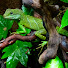 sJBu2aLpOHs-channel-avatar-sg_animals