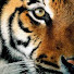 JRHoSFVkFDc-channel-avatar-Bosco Arancio