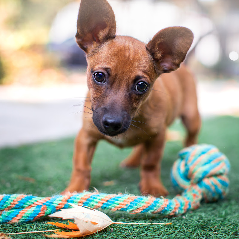 Front Street Animal Shelter - City of Sacramento