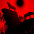 dxIK4J_CMV0-channel-avatar-DDubMedia