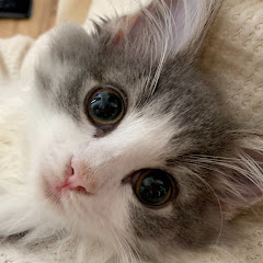 長毛猫たちのもふもふな日常アイコン画像