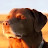 @0wnage1111 Avatar