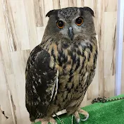 Owl_junior