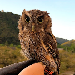 フクロウ日記OWL CHANNELアイコン画像
