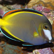 Pablo's Reef
