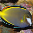 lmbrzhTMTYI-channel-avatar-Pablo's Reef