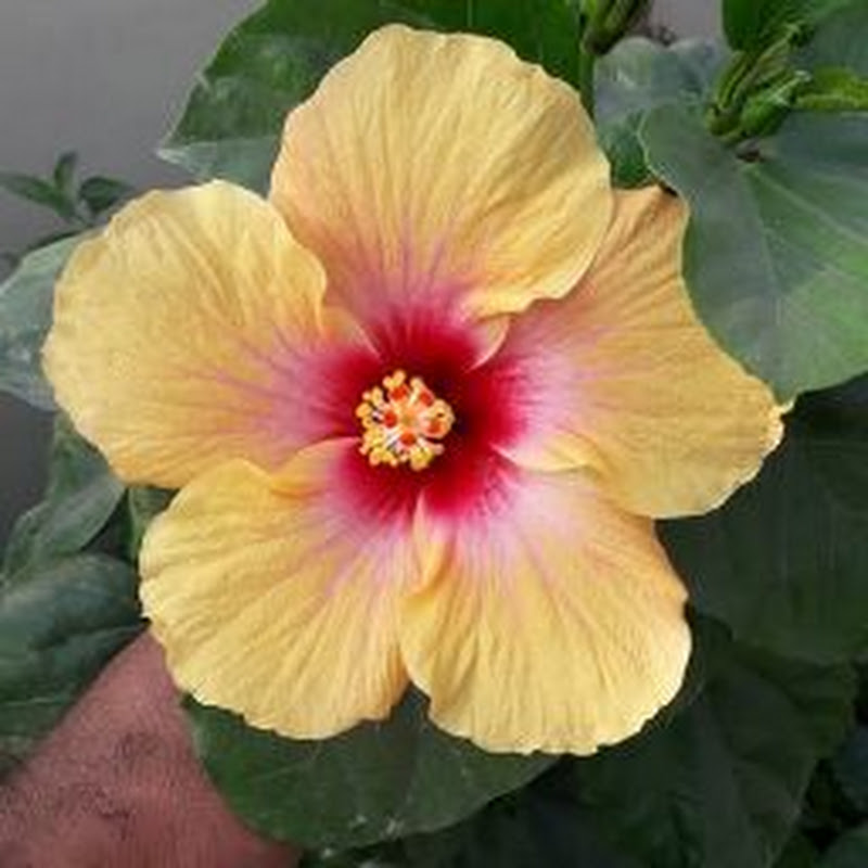 Pooja's Garden