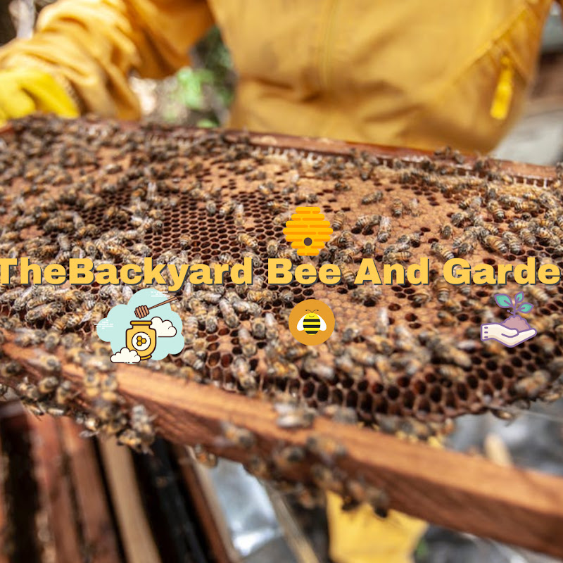 Backyard Bee And Garden
