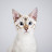 @Snowbengal_winter