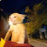 VxAZkLuLrBk-channel-avatar-bonkbonk