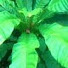 UJbUw0X-sko-channel-avatar-Somlak Hutanuwatr