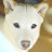 White Shiba Dogs Channel