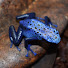 X-bMPuHKQbw-channel-avatar-TCS Dart Frogs