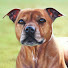 2VZnY3sog7Y-channel-avatar-Zara's Pet Portraits & Wildlife Art