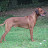 Zejak Rhodesian Ridgebacks