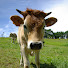 wNaHID5aLHY-channel-avatar-Agriculture Vivrière