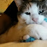 yzDOWAUcTcg-channel-avatar-Buggykatze