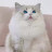 @shehab3557