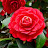 @edithramirez5963