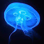 Deep Marine Scenes Avatar