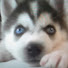 U9S_6HLbH5M-channel-avatar-Guylovehusky