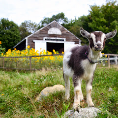 Sunflower Farm Creamery avatar