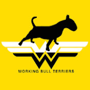 Working Bull Terriers Kennel