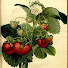 H7y-yqhUE54-channel-avatar-Garden Lessons at Strawbery Banke