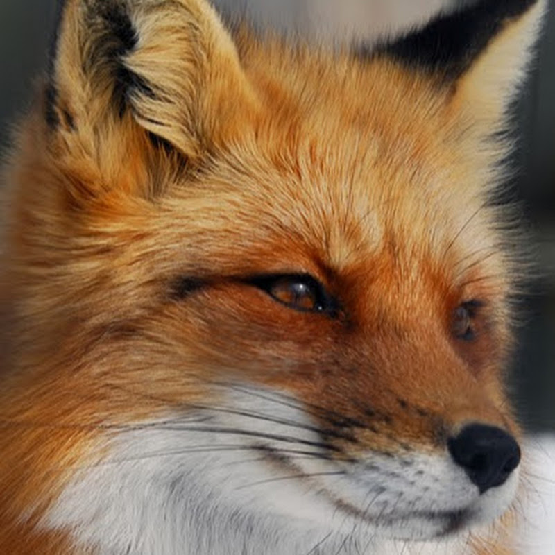 Fox Nervig