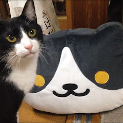 うちの猫4匹物語アイコン画像