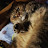 @살찐고양이-f1n